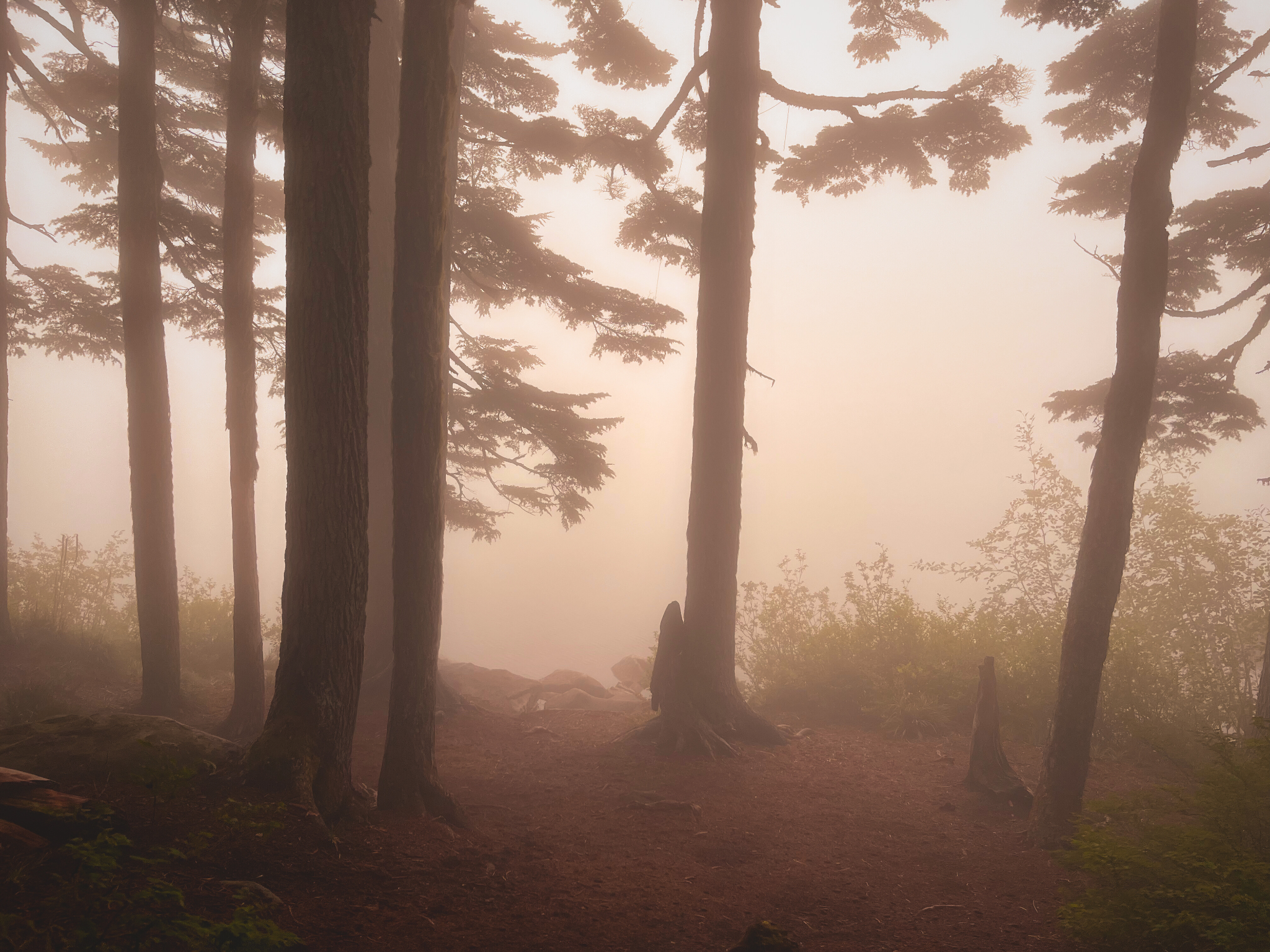 Foggy trail head